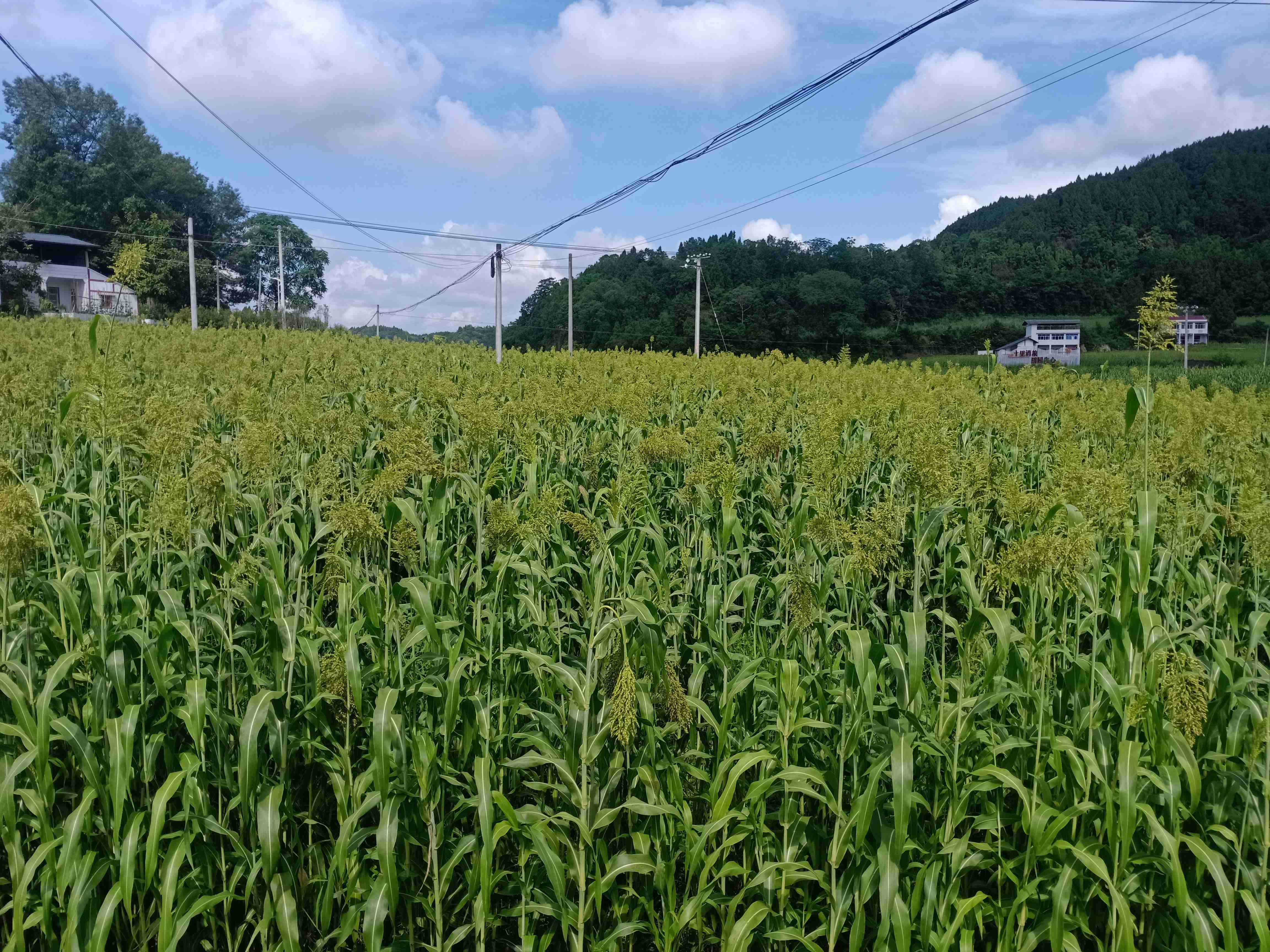 7月的射洪基地，绿浪翻滚，美如画