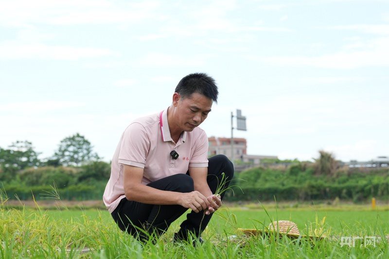 【习声回响】科技赋能强种业 人勤苗壮绘丰收1.png