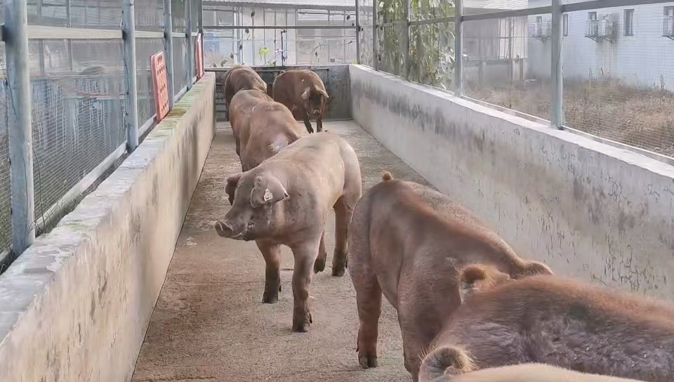 川繁猪公猪站顺利完成美系种公猪引种