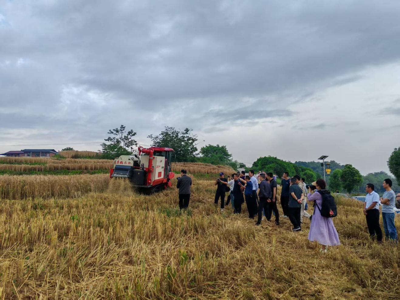 2025年5月9日，种芯农业公司开展小麦收获交流会.jpg