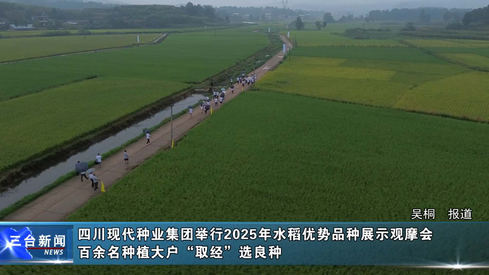 三台融媒：四川现代种业集团举行2025年水稻优势品种展示观摩会 百余名种植大户“取经”选良种