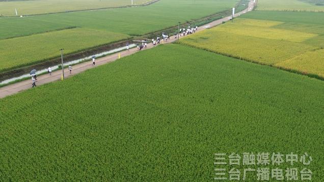 三台融媒：四川现代种业集团举行2025年水稻优势品种展示观摩会 百余名种植大户“取经”选良种