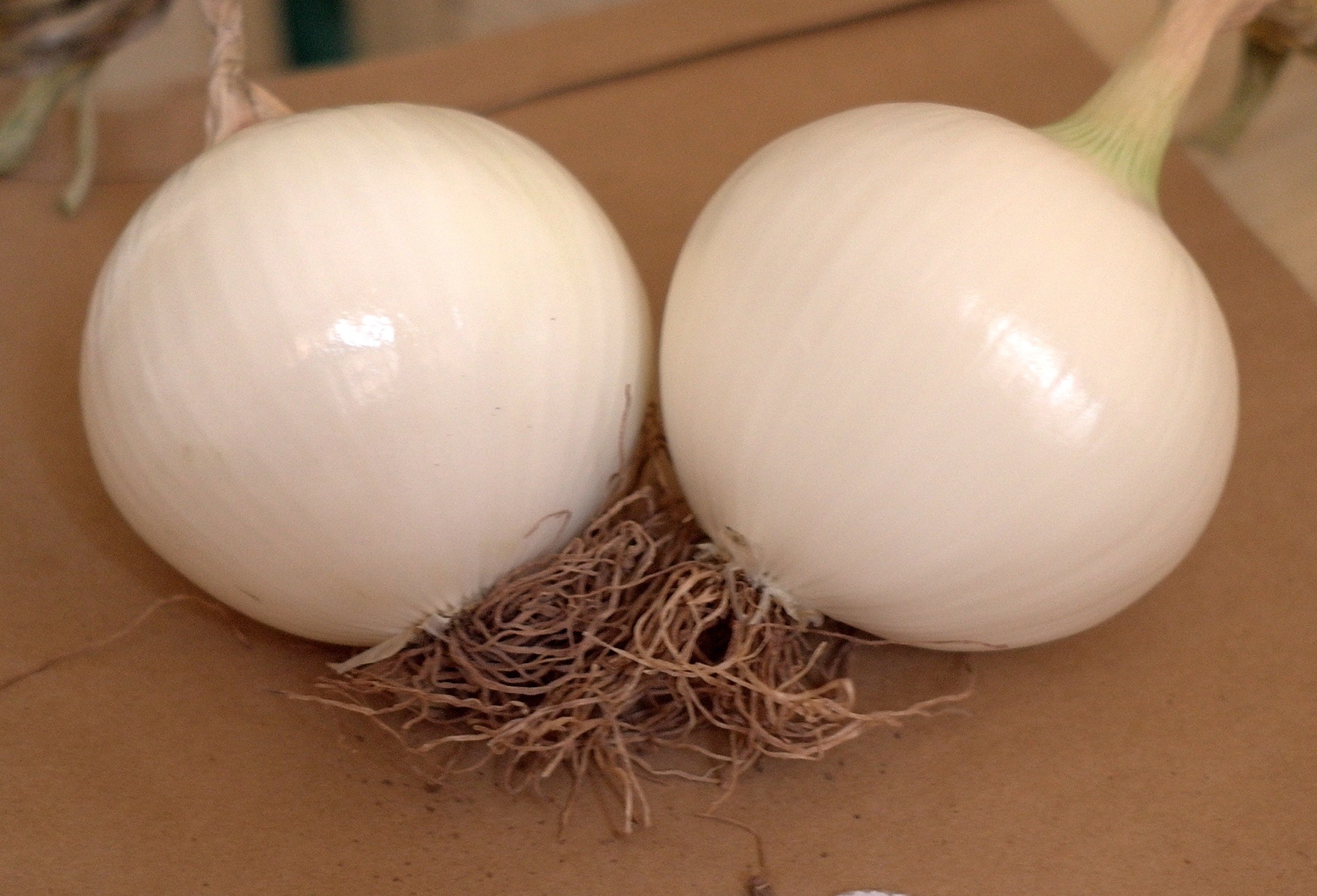 690018d4efaa3.jpg 科威白洋葱jpg(1).jpg