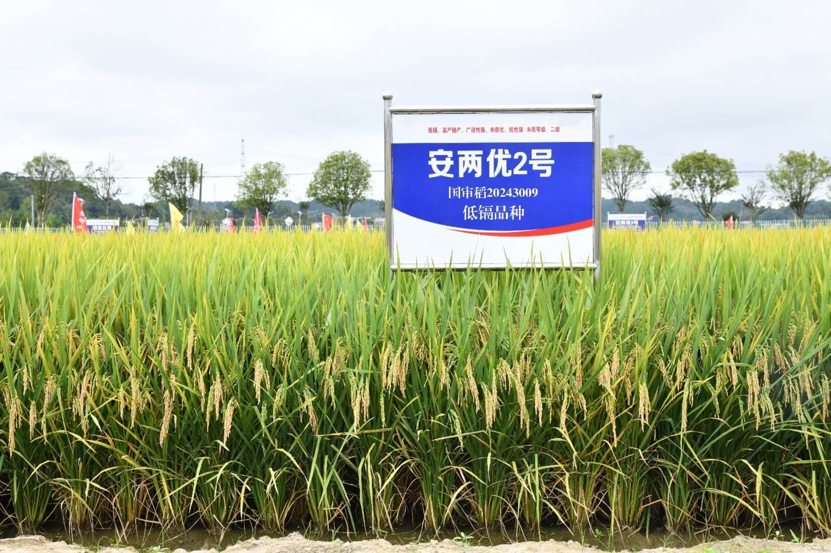 安两优2号