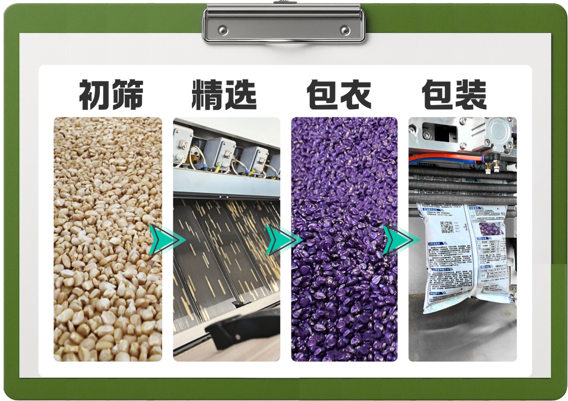 69255582c77ef.png 种子加工四步骤图官网插图.png