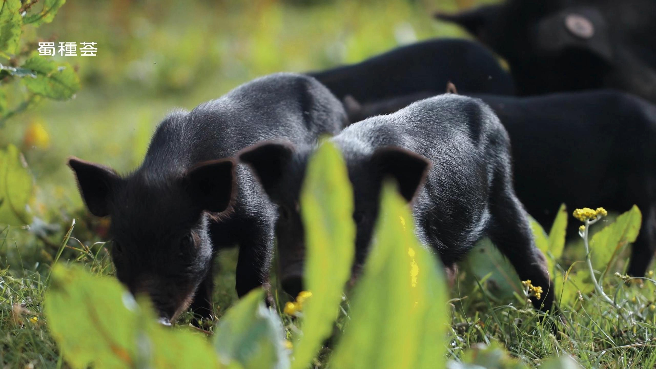 蜀种荟 蜀芯黑猪肉